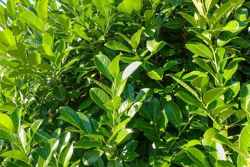 Cherry laurel, laurel cherry (Prunus laurocerasus), evergreen shrub, leaves, plants, gardens, Germany