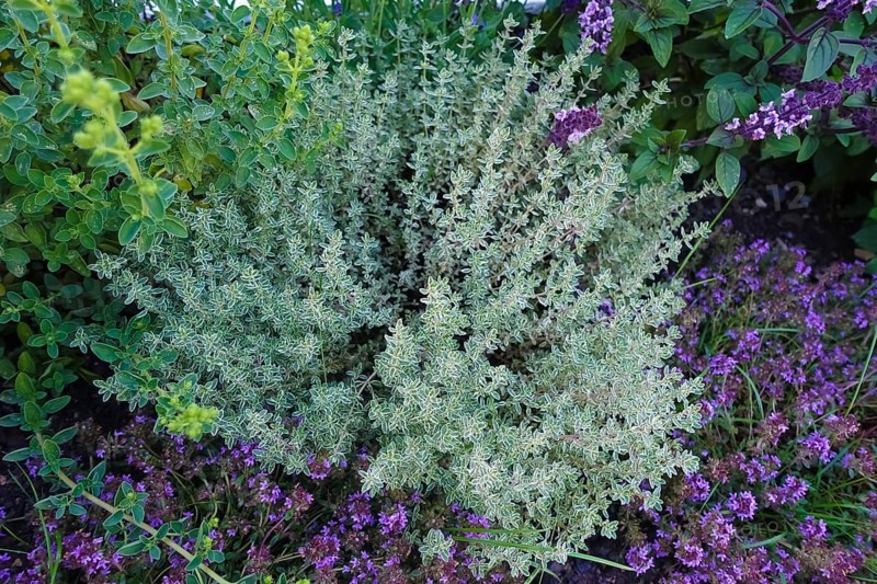 Thyme (thymus), thyme, various types of thyme, right shrub basil (Ocimum basilicum) with purple flowers, useful plant, medicinal plants, herbs, flower, gardens, Germany