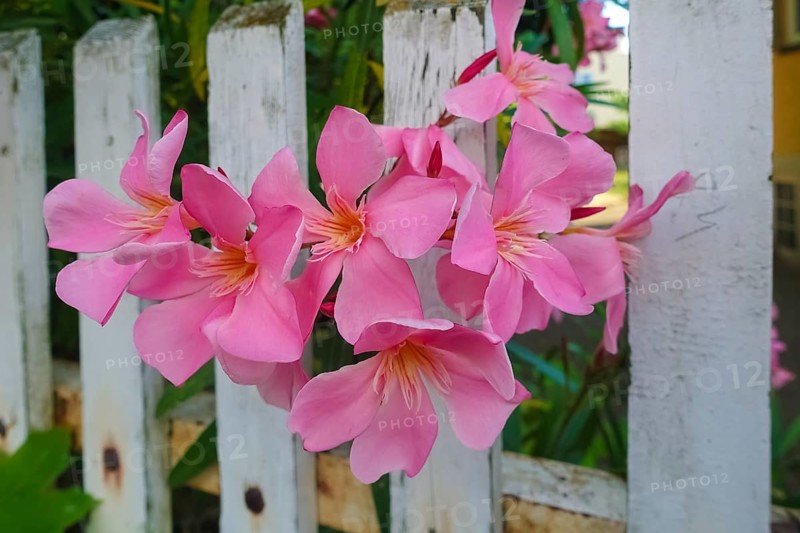 Oleander (Nerium oleander), rose laurel, large pink flowers, poisonous dog plants, gardens, white garden fence, wooden fence, Germany