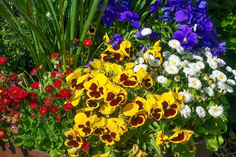 Pansies, violets (viola), yellow and purple flowers, double daisies (Bellis perennis), thousand white and red, flower bed, colorful flower mix, flowers, spring bloomers, plants, gardens, Germany