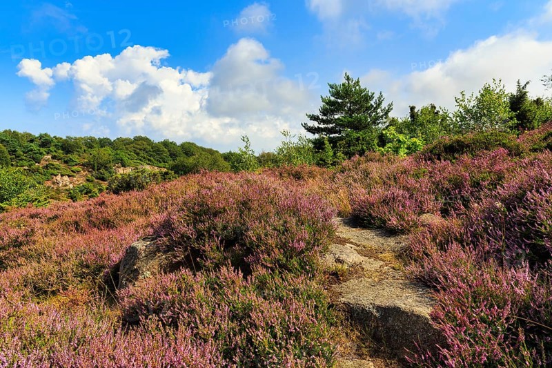 Blooming heather, heather (broom heath, Calluna vulgaris), typical landscape, spring clouds, Bornholm, Denmark