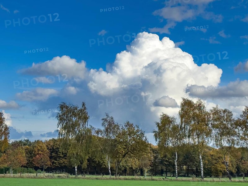 Large white cloud Cumulus against blue sky, birch alley and mixed forest down in front, Germany