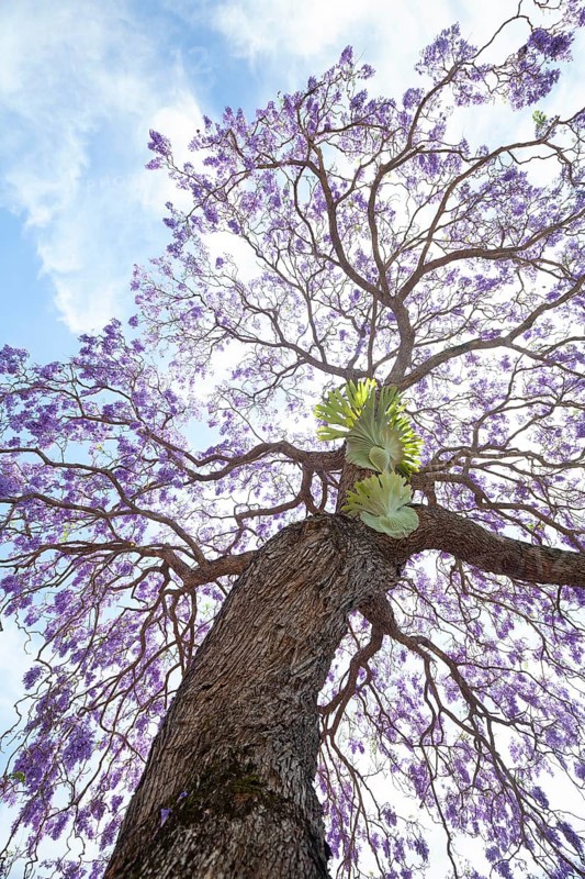 Beautiful rosewood tree (Jacaranda mimosifolia) in full bloom with magical purple-blue flowers. A large antler fern (Platycerium) grows on the tree trunk. This picture of botanical beauty was taken in Murwillumbah. Murwillumbah, NSW, Australia