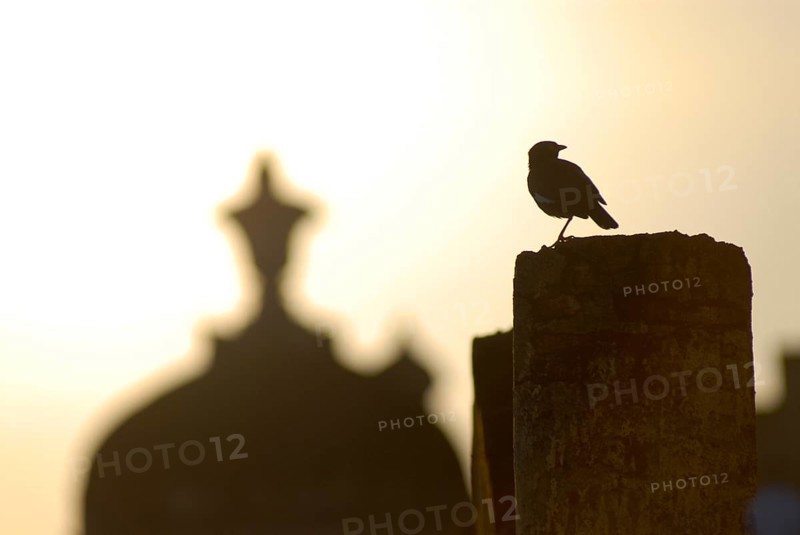 A bird sits on a post with Chhatri in the soft light of sunrise, Palace Hotel Devigarh, Delwara village near Udaipur, Rajasthan, India