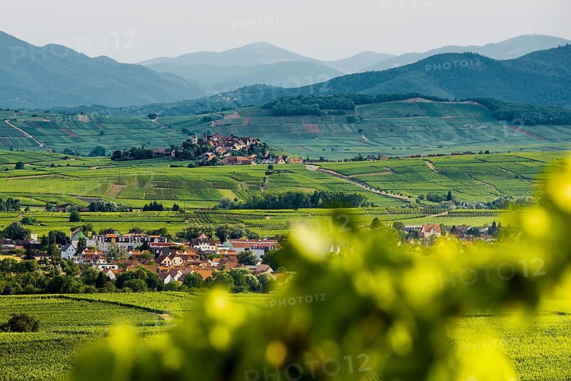 Picturesque village in the vineyards, Zellenberg, Haut-Rhin, Alsace, France