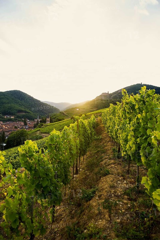 Village in the vineyards at sunset, Ribeauvillé, Haut-Rhin department, Alsace, France