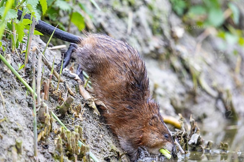Muskrat (Ondatra zibethicus) goes back into water Germany with plants in its mouth