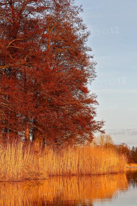 Alder trees in spring and reeds on the riverbank, reflected in water with warm light, Peenetal nature park Park, Mecklenburg-Western Pomerania, Germany