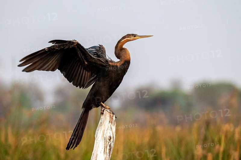 Africa snake-necked bird (Anhinga rufa) sitting on a dead tree in the river, Thamalakane River, Okavango Delta, Botswana