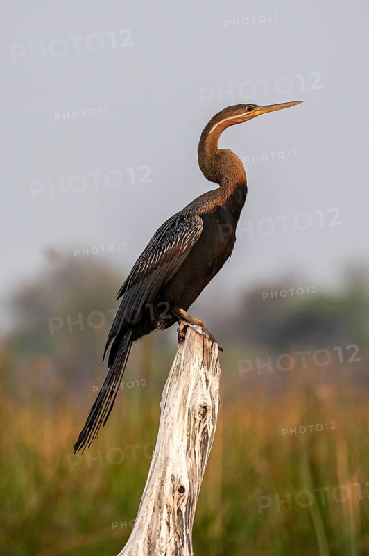 Africa snake-necked bird (Anhinga rufa) sitting on a dead tree in the river, Thamalakane River, Okavango Delta, Botswana