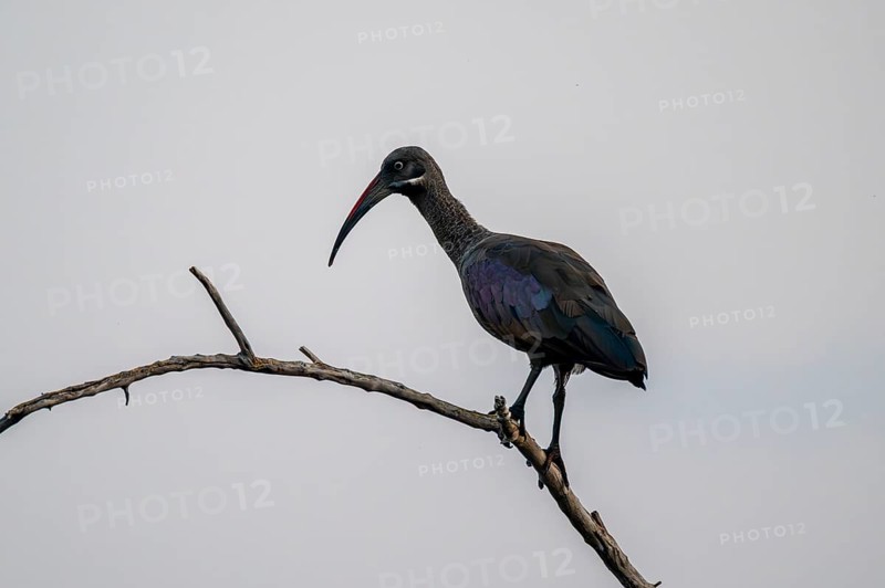 Hagedash Ibis (Bostrychia hagedash) r, Okavango Delta, Botswana