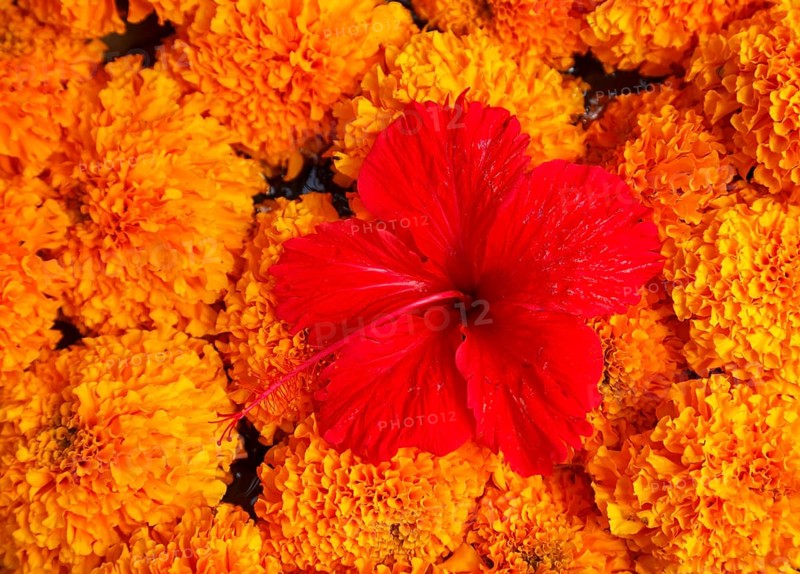 Flowers arranged for beautiful offerings, Bali, Indonesia
