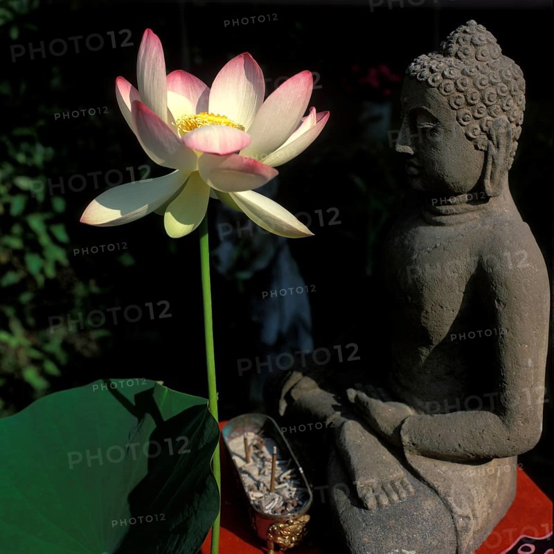 Buddha statue with lotus flower, Bali, Indonesia