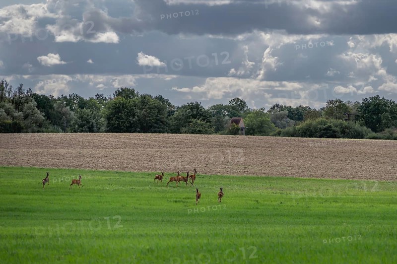 Fugitive deer (Capreolus capreolus) in a meadow, Mecklenburg-Western Pomerania, Germany