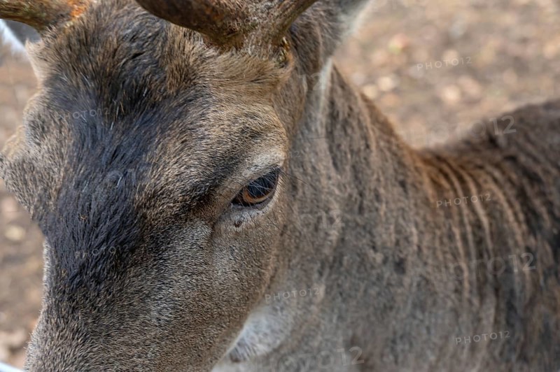 Eye of a fallow deer (Dama dama) close up, in an outdoor enclosure in the forest, Mecklenburg-Western Pomerania, Germany