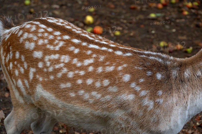 Fallow deer (Dama dama) fur in an outdoor enclosure in the forest, Mecklenburg-Western Pomerania, Germany