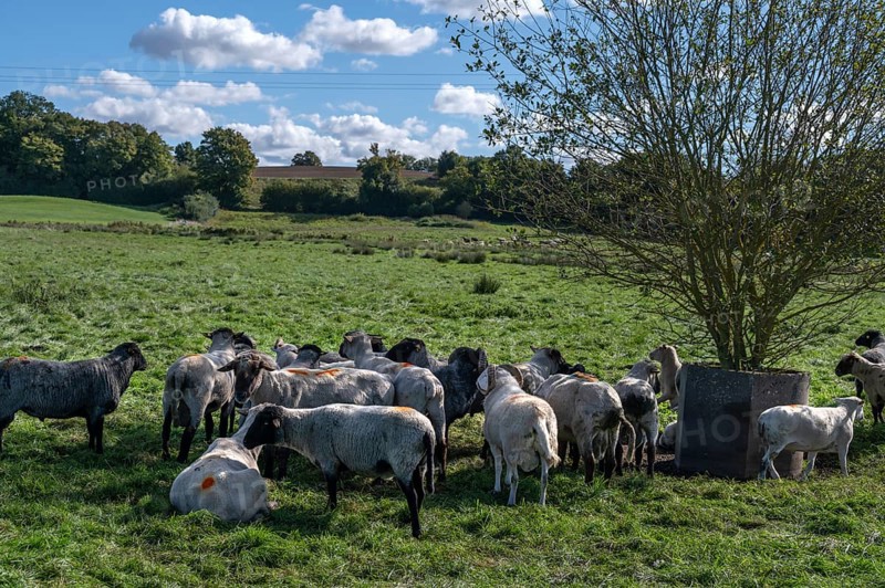Various sheep breeds (Ovis gmelini) Rough-wooled country sheep, grey-horned heather and black-headed sheep in the pasture, Othenstorf, Mecklenburg-Western Pomerania, Germany