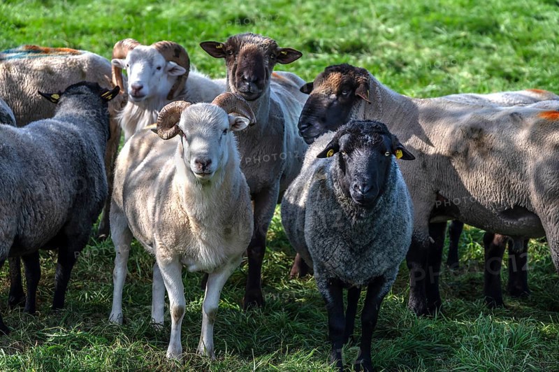 Various sheep breeds (Ovis gmelini) left a rough woolly country sheep, next to it a grey-horned heather and behind it black-headed sheep in the pasture, Othenstorf, Mecklenburg-Western Pomerania, Germany