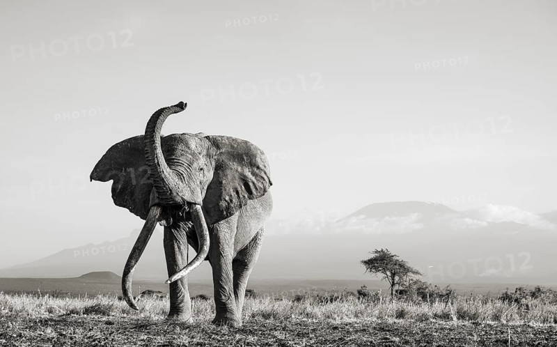 Black and white, African elephant (Loxodonta africana) with raised trunk, in picturesque landscape with the summit of Mount Kilimanjaro, the famous Super Tusker elephant Craig, old male with long tusks, in atmospheric evening light, Kajiado County, Kenya