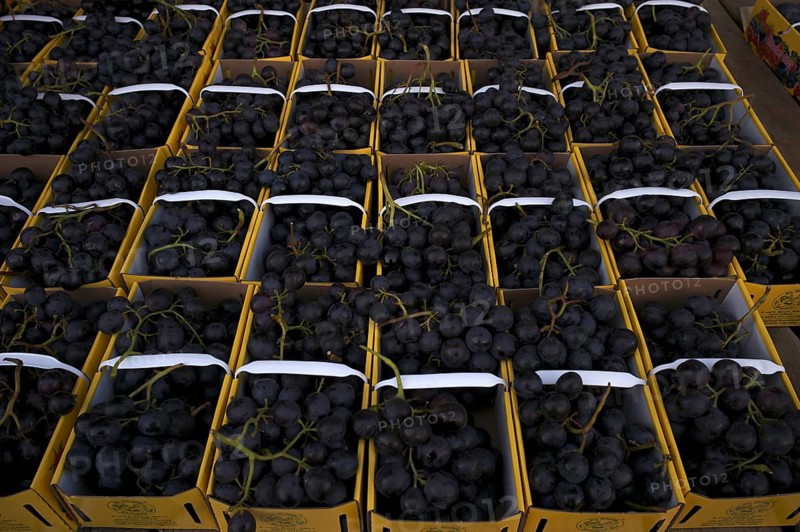 Red Lavallée table grapes are available for sale, sales stand, market, Stuttgart, Baden-Württemberg, Germany