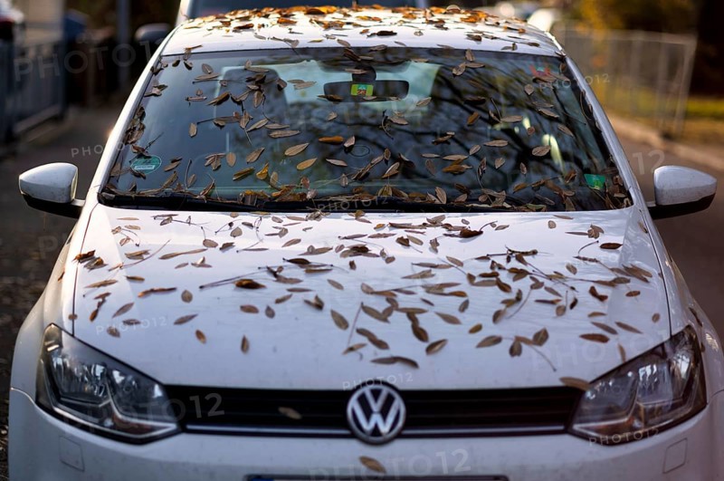 Windshield, car, vehicle, Volkswagen, VW, is full of leaves, autumn leaves, autumn, Stuttgart, Baden-Württemberg, Germany