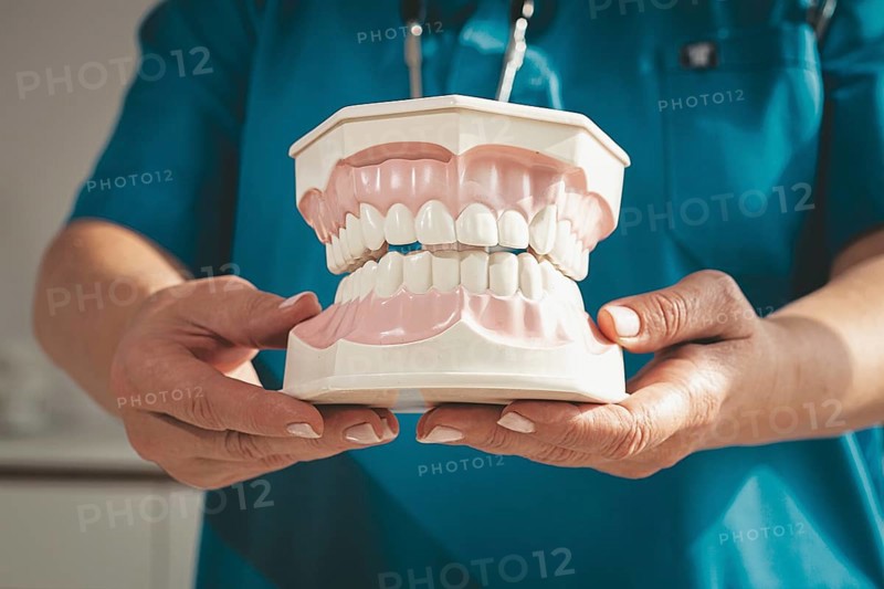 Dentist holds in his hands, dental model of teeth, in the clinic, natural light