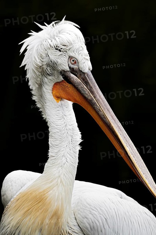 Krauskopf pelican (Pelecanus crispus), Tierwelt Herberstein, Herberstein, Styria, Austria