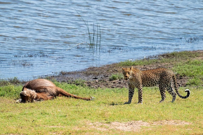 Leopard (Panthera pardus) with kill, waterbuck, Ihaha, Chobe National Park National Park, Botswana