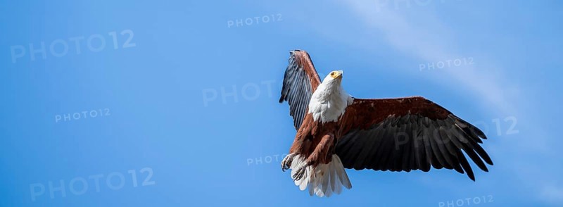 African fish eagle (Icthyophaga vocifer) flying, Ihaha, Chobe National Park National Park, Botswana
