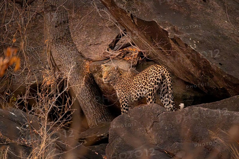 Female, leopard (Panthera pardus) in rocks, Savuti, Chobe National Park, Botswana