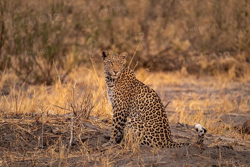 Female, leopard (Panthera pardus) sitting, dry grass, Savuti, Chobe National Park National Park, Botswana