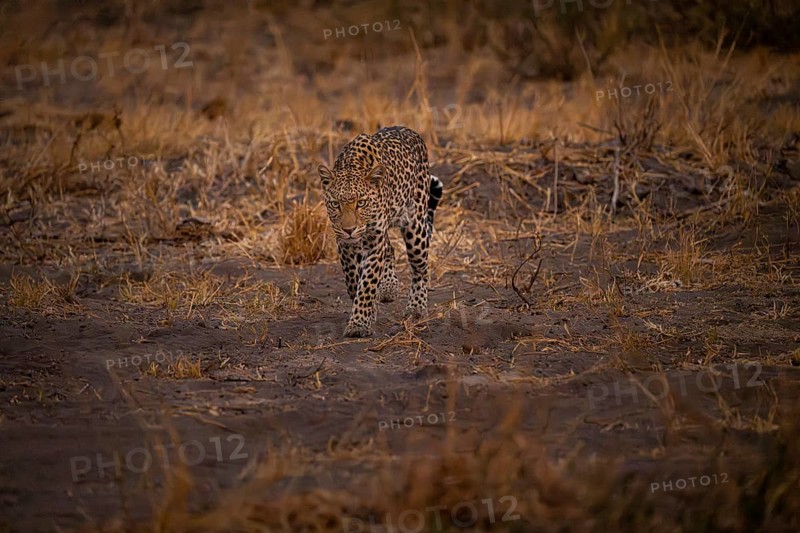 Female, leopard (Panthera pardus) snorting, dry grass, Savuti, Chobe National Park National Park, Botswana