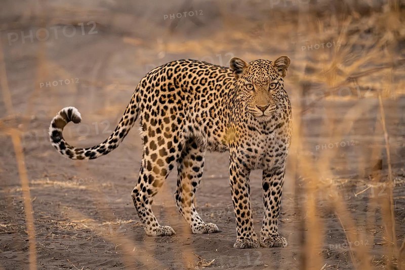 Female, leopard (Panthera pardus) looking through dry grass, Savuti, Chobe National Park National Park, Botswana