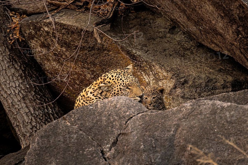Female with young animal, leopard (Panthera pardus), Savuti, Chobe National Park National Park, Botswana