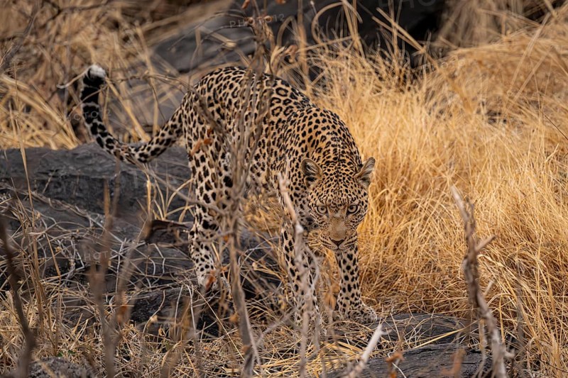 Female, leopard (Panthera pardus) sneaks through rocks, Savuti, Chobe National Park National Park, Botswana