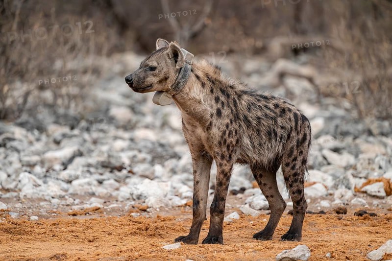 Spotted hyena or spotted hyena (Crocuta crocuta) with broadcast collar, Etosha National Park, Namibia