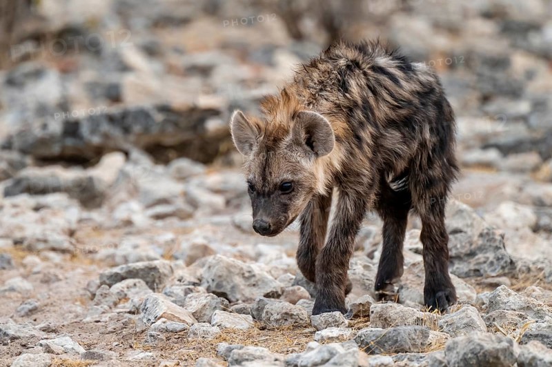 Spotted hyena or spotted hyena (Crocuta crocuta), young animal, Etosha National Park, Namibia