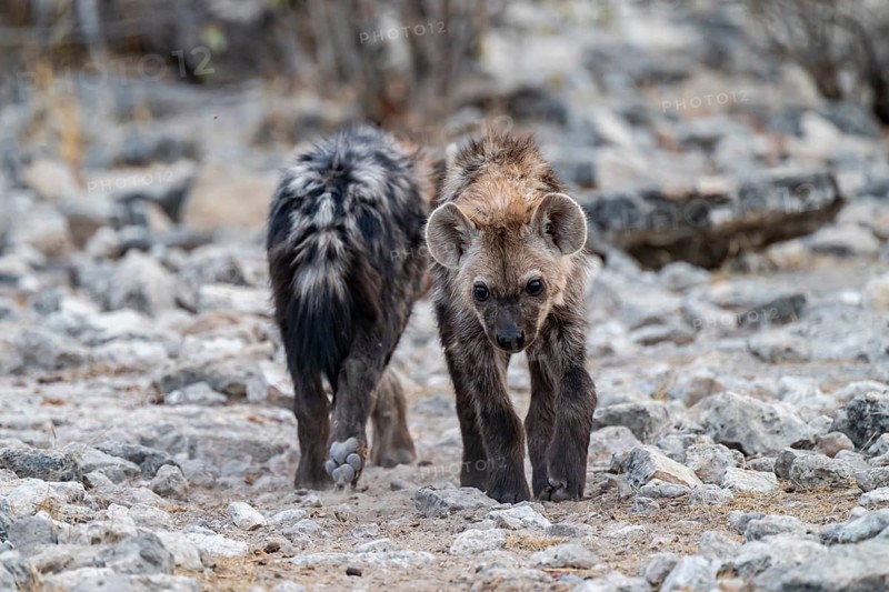 Spotted hyena or spotted hyena (Crocuta crocuta), two young animals, Etosha National Park, Namibia