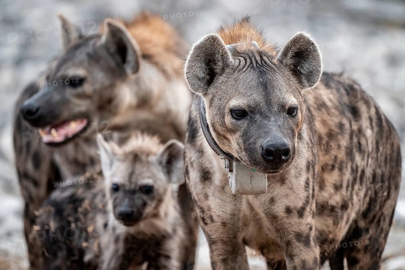 Animal family, spotted hyena or spotted hyena (Crocuta crocuta) with broadcast collar, Etosha National Park, Namibia
