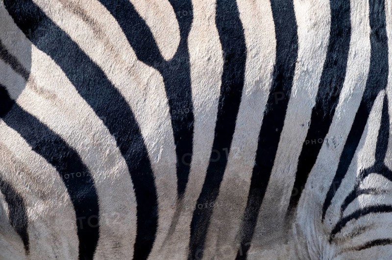 Burchell's zebra (Equus quagga burchellii), pattern, Etosha National Park, Namibia
