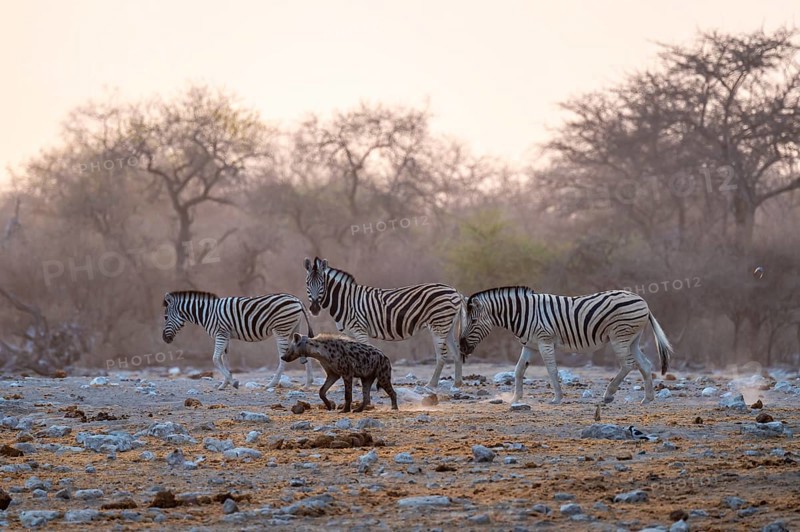 Burchell's zebra (Equus quagga burchellii) and hyena, Etosha National Park, Namibia