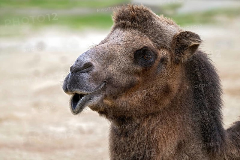 Trampelus (Camelus bactrianus), Tierwelt Herberstein, Herberstein, Styria, Austria