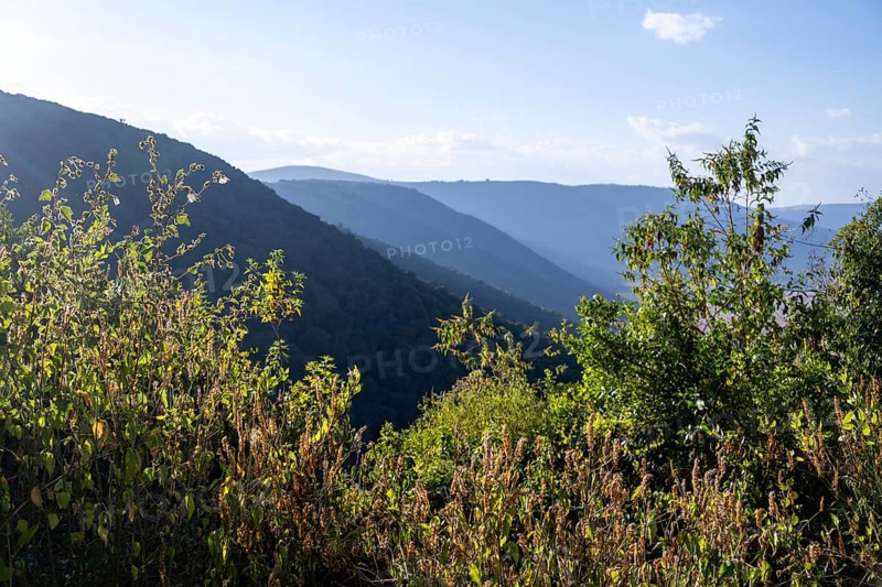 Forest on the hills on the crater rim in the evening light, Ngorongoro Crater, Ngorongoro Conservation Area, Tanzania