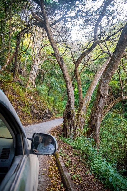 View from the car window, road through dense forest on the crater rim of the Ngorongoro Crater, in the evening light, Ngorongoro Conservation Area, Tanzania