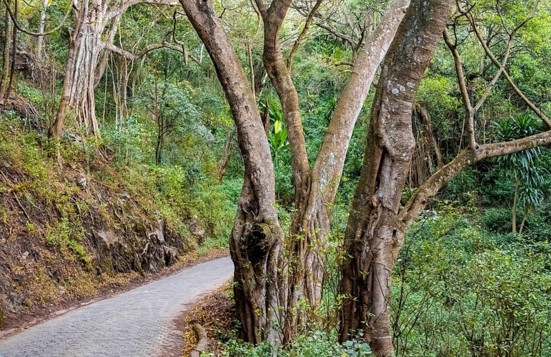 Road through dense forest on the crater rim of Ngorongoro Crater, in the evening light, Ngorongoro Conservation Area, Tanzania