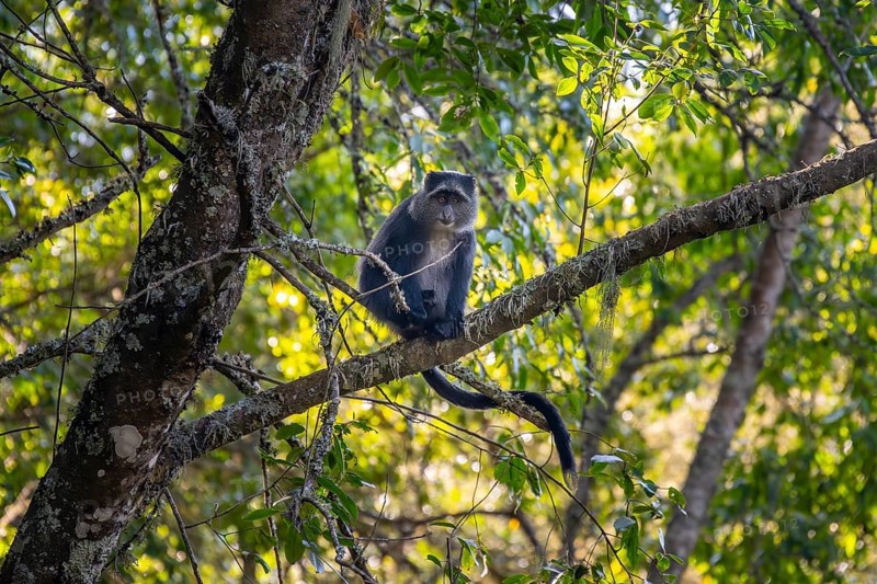 Diadem sea cat (Cercopithecus mitis) sitting on a branch in the forest, Ngorongoro Crater, Ngorongoro Conservation Area, Tanzania