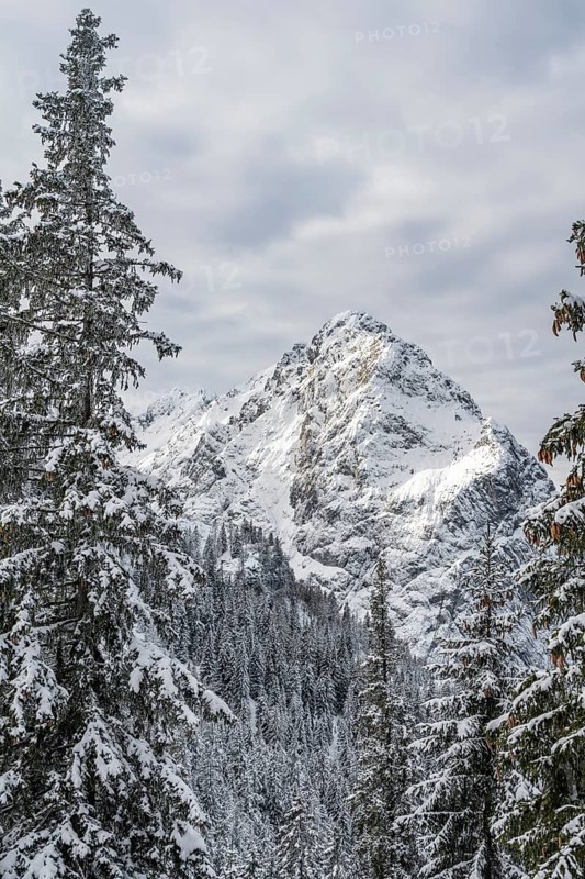 View of snowy forest and Waxenstein summit, in winter, Wetterstein Mountains, Garmisch-Partenkirchen, Bavaria, Germany