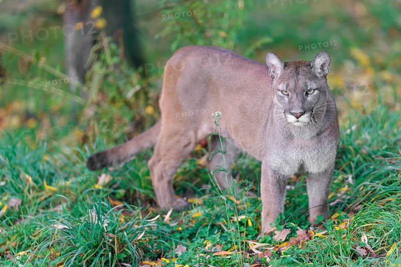 A male cougar (Puma concolor) stands in tall grass in a forest, looking around. W USA, S Canada, Central and S America