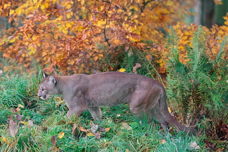 A male cougar (Puma concolor) runs through tall grass in a forest bathed in autumnal colors. W USA, S Canada, Central and South America