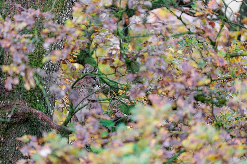 A female cougar (Puma concolor) rests hidden by leaves on a big branch high up in an oak tree. W USA, S Canada, Central and S America